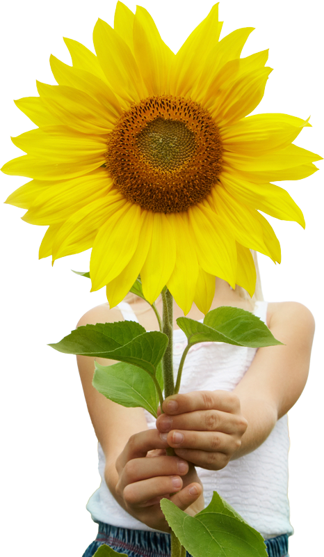 Zonnebloem meisje energie oudewater